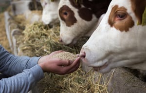 Animal Nutrition Manufacturer Buys Rotosolver