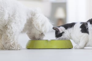 pet-food-industry-industrial-mixing